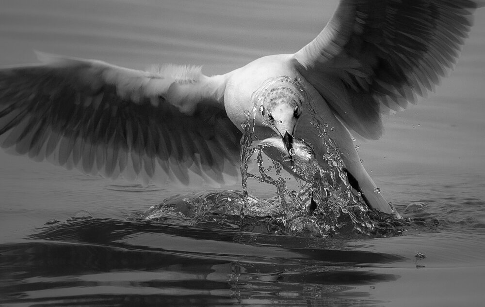 FLY TOGETHER