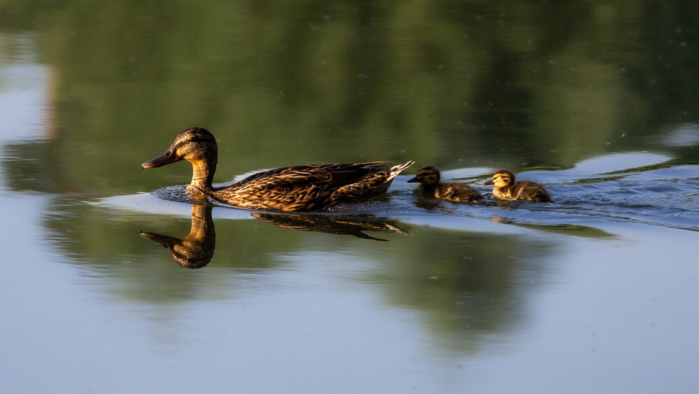 Photograph by Игорь Криулин