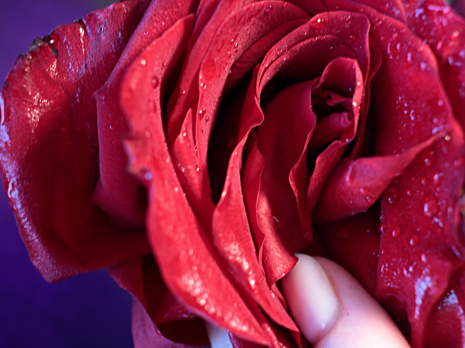 Фотография #13864012
