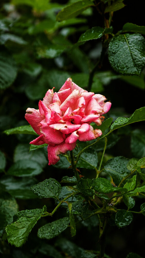 Photograph by Mankotia Shalini