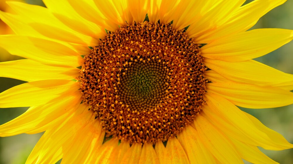 Fibonacci in Bloom