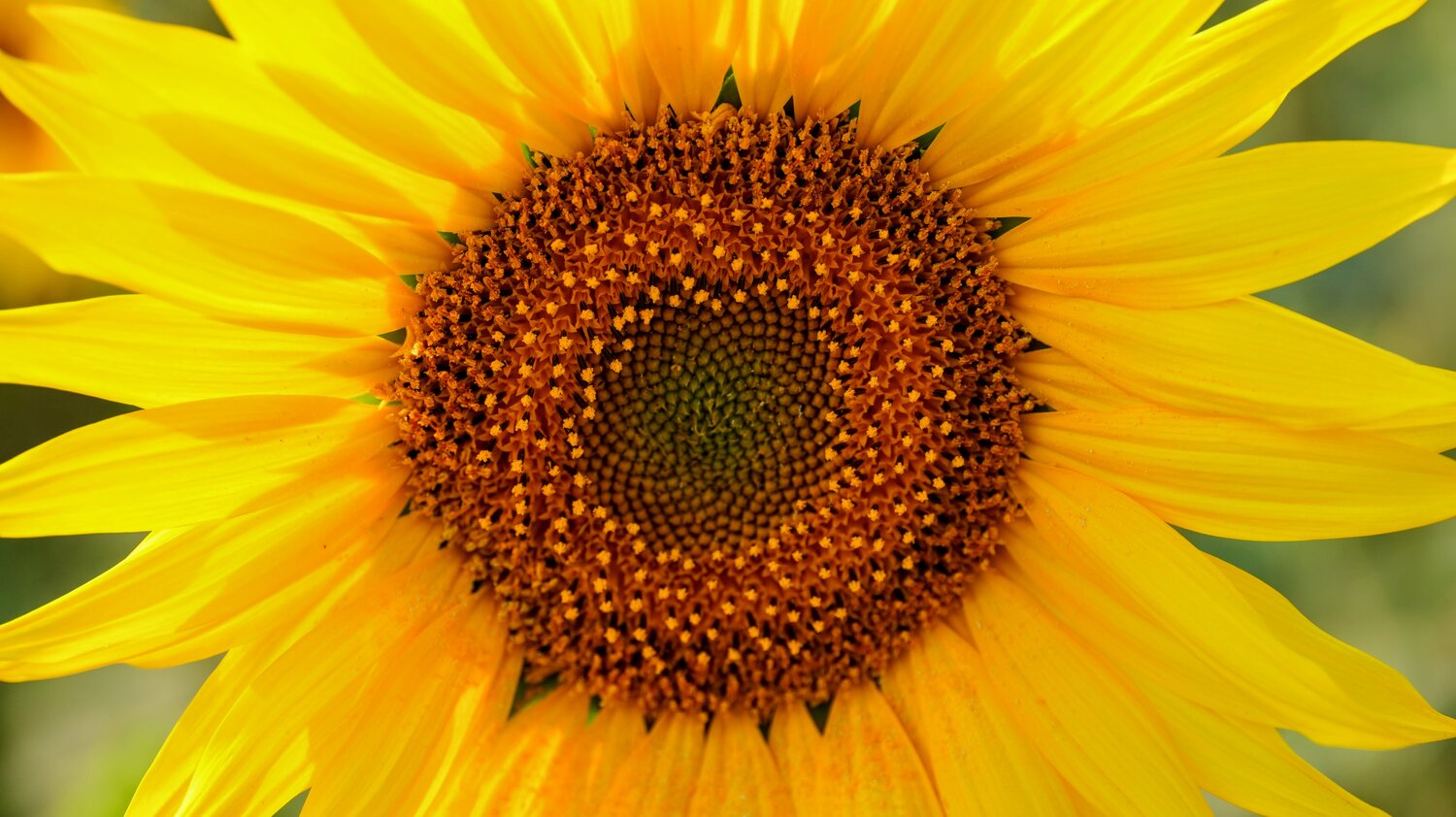 Fibonacci in Bloom