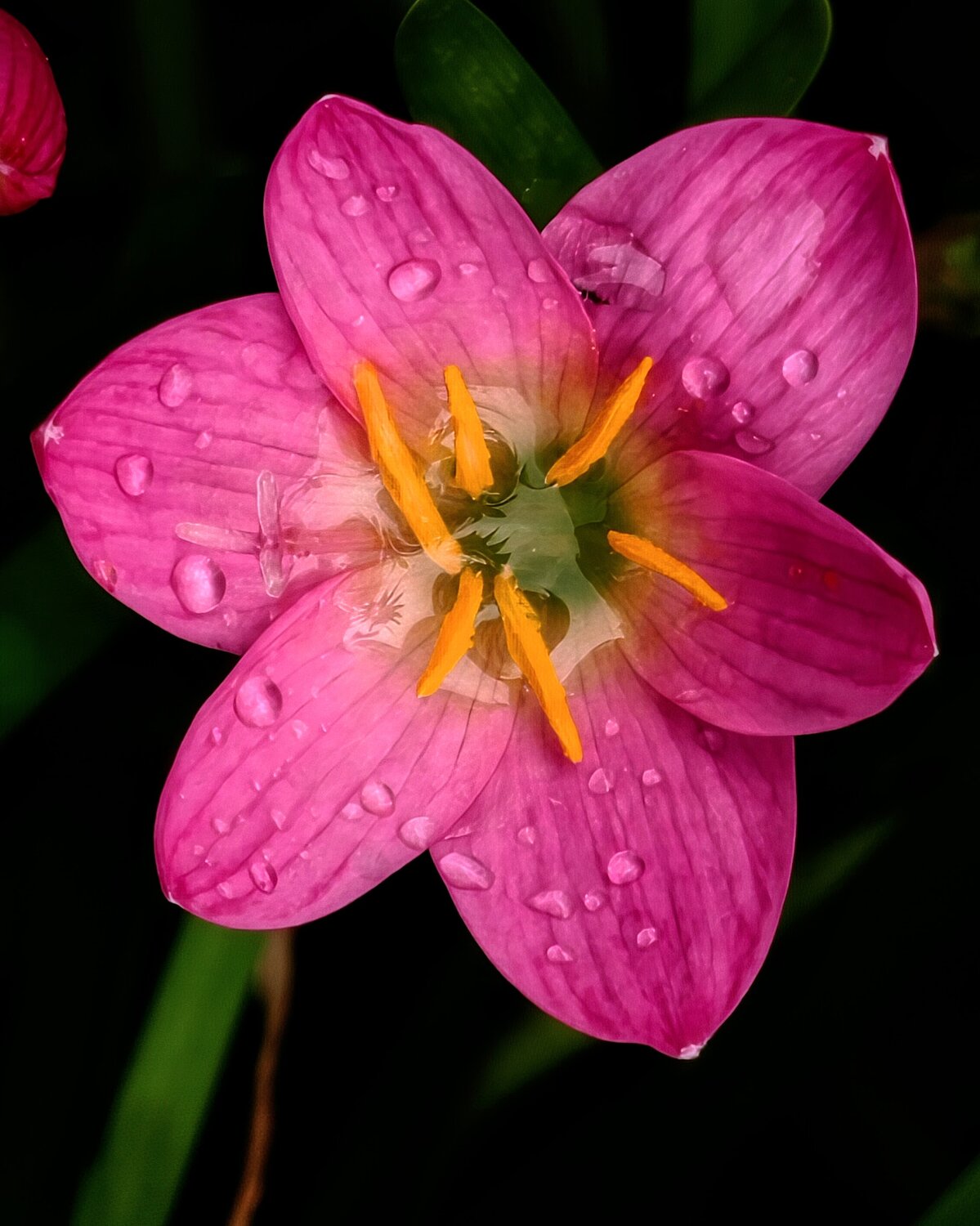 Tears of the Monsoon