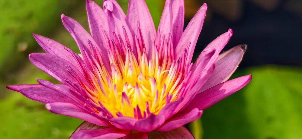 Crown of the Pond