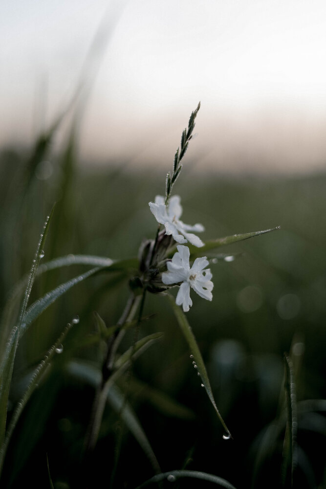 Photograph by Светлана Малькевич