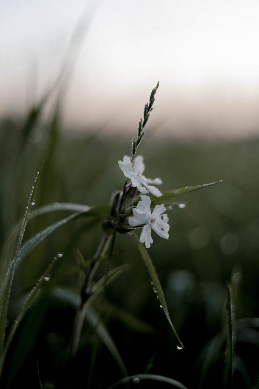 Photo #13864329