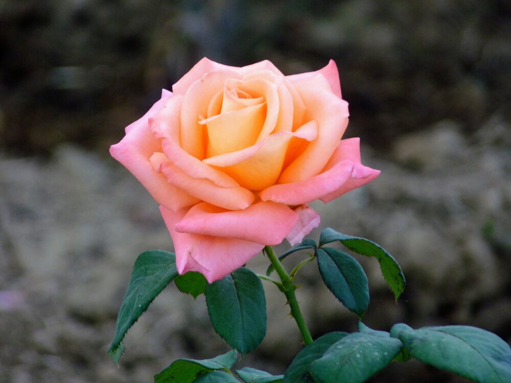 Serenade in Coral