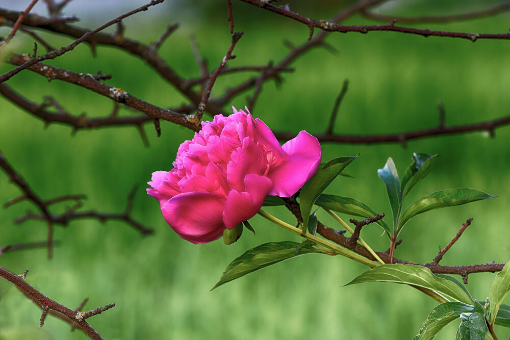 Photograph by Феофанов Николай