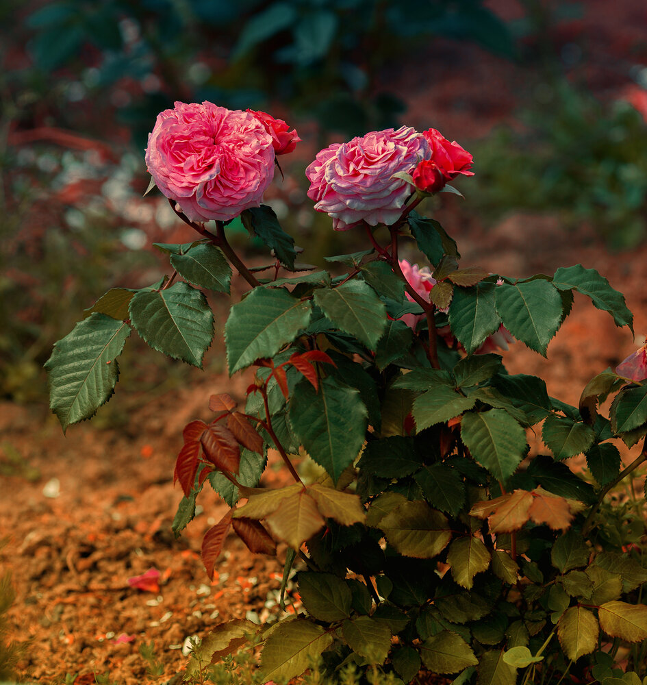 Photograph by Феофанов Николай