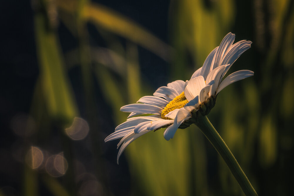 Photograph by Юдинских Марина