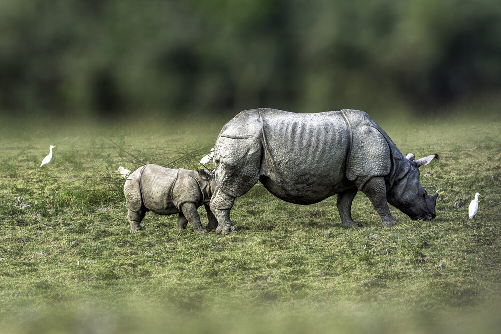 Photograph by Subhadeep Ghosh