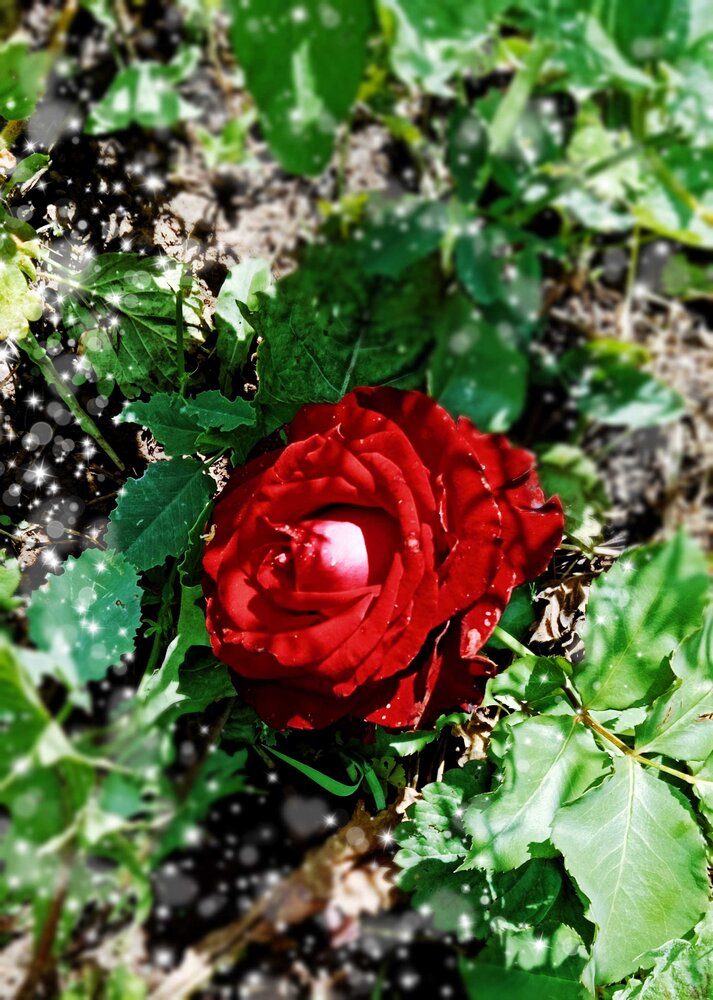Photograph by Снежана Лаптева