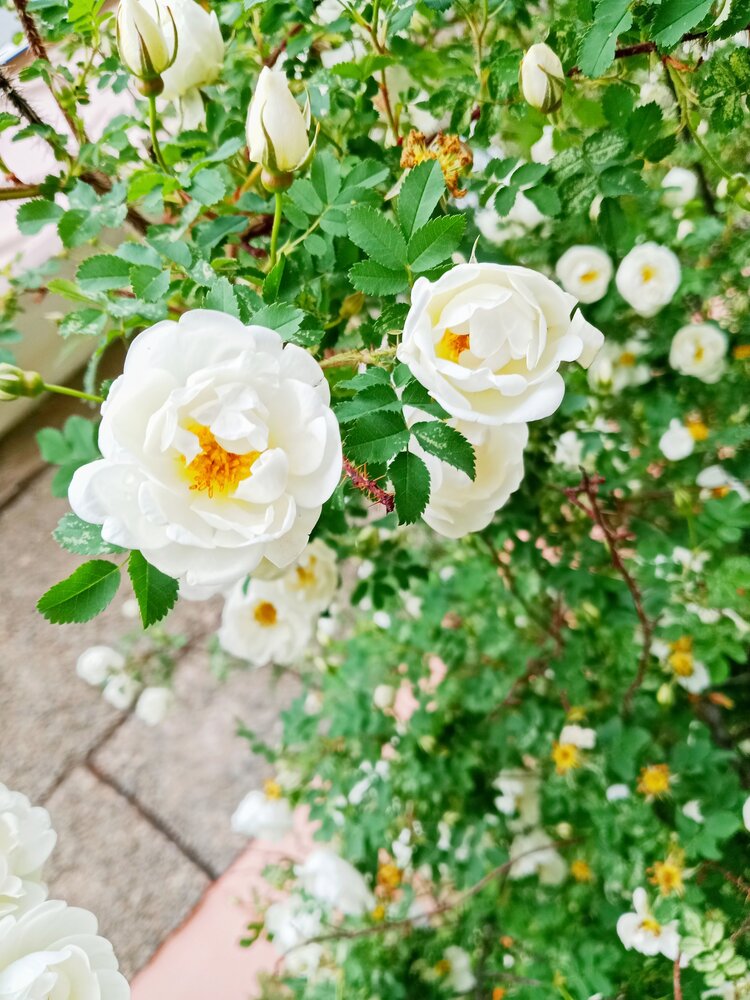 Photograph by Снежана Лаптева
