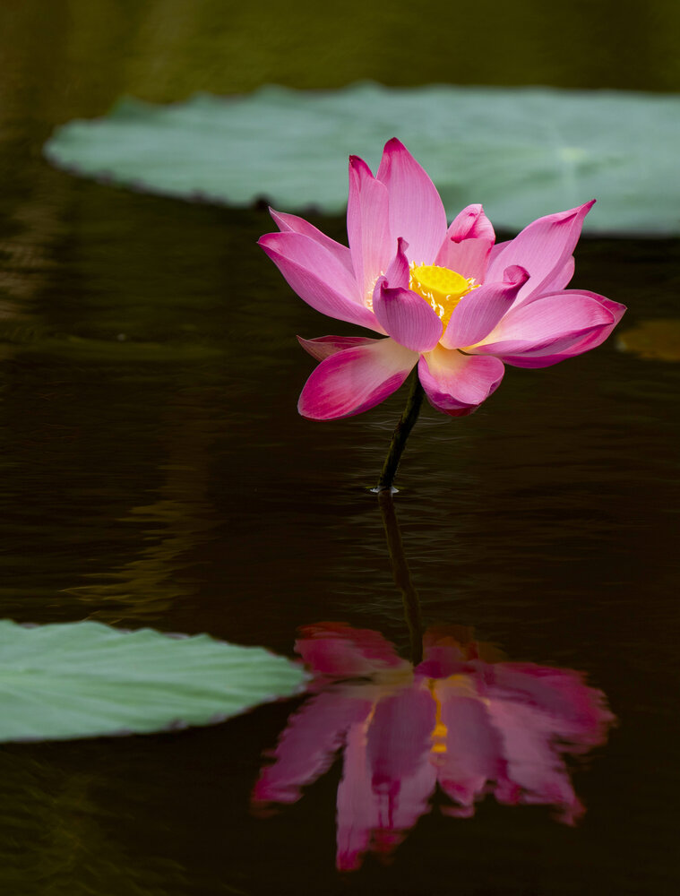 Photograph by Sin shing Lim