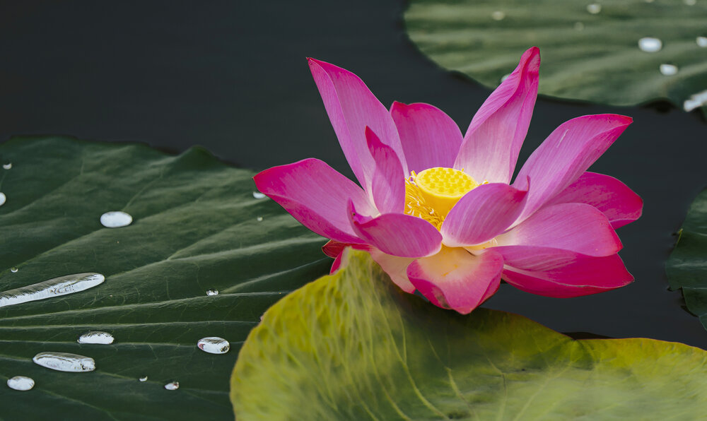 Photograph by Sin shing Lim