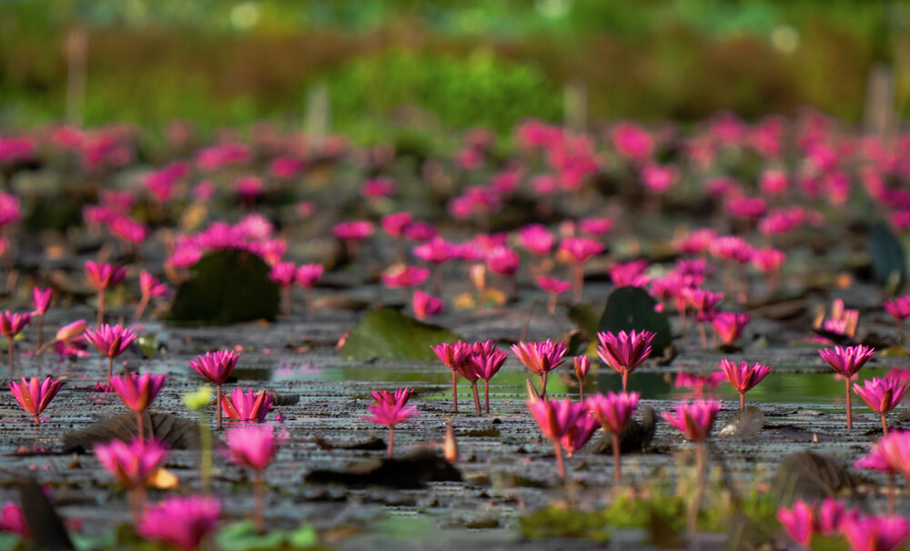 Photograph by Sin shing Lim