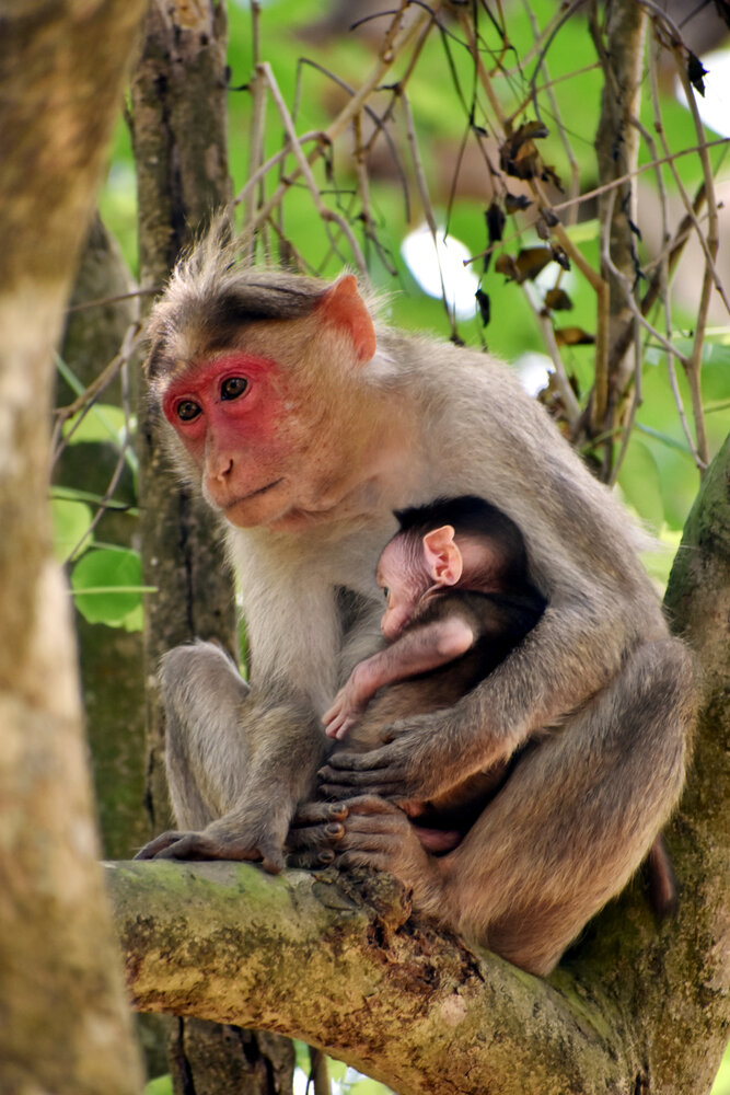 Photograph by Malatesh Garadimani