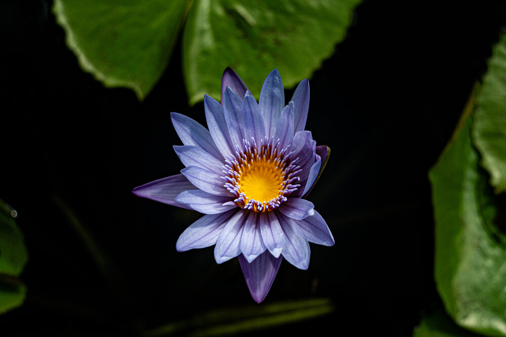 Photograph by Алексей Коробов