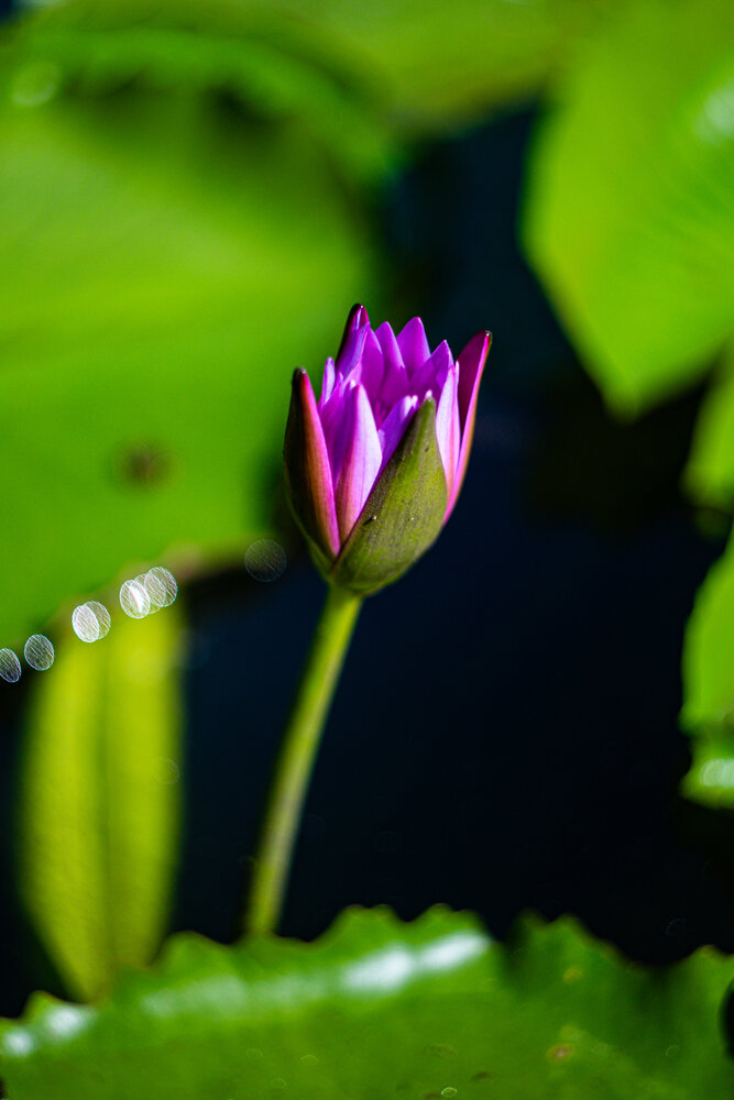 Photograph by Алексей Коробов