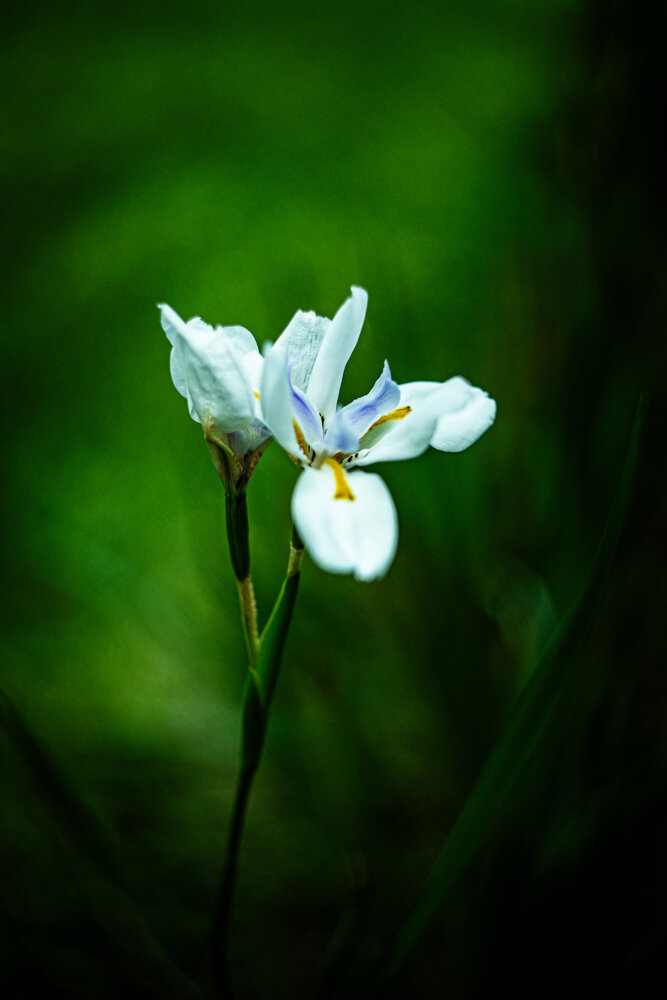 Photograph by Алексей Коробов