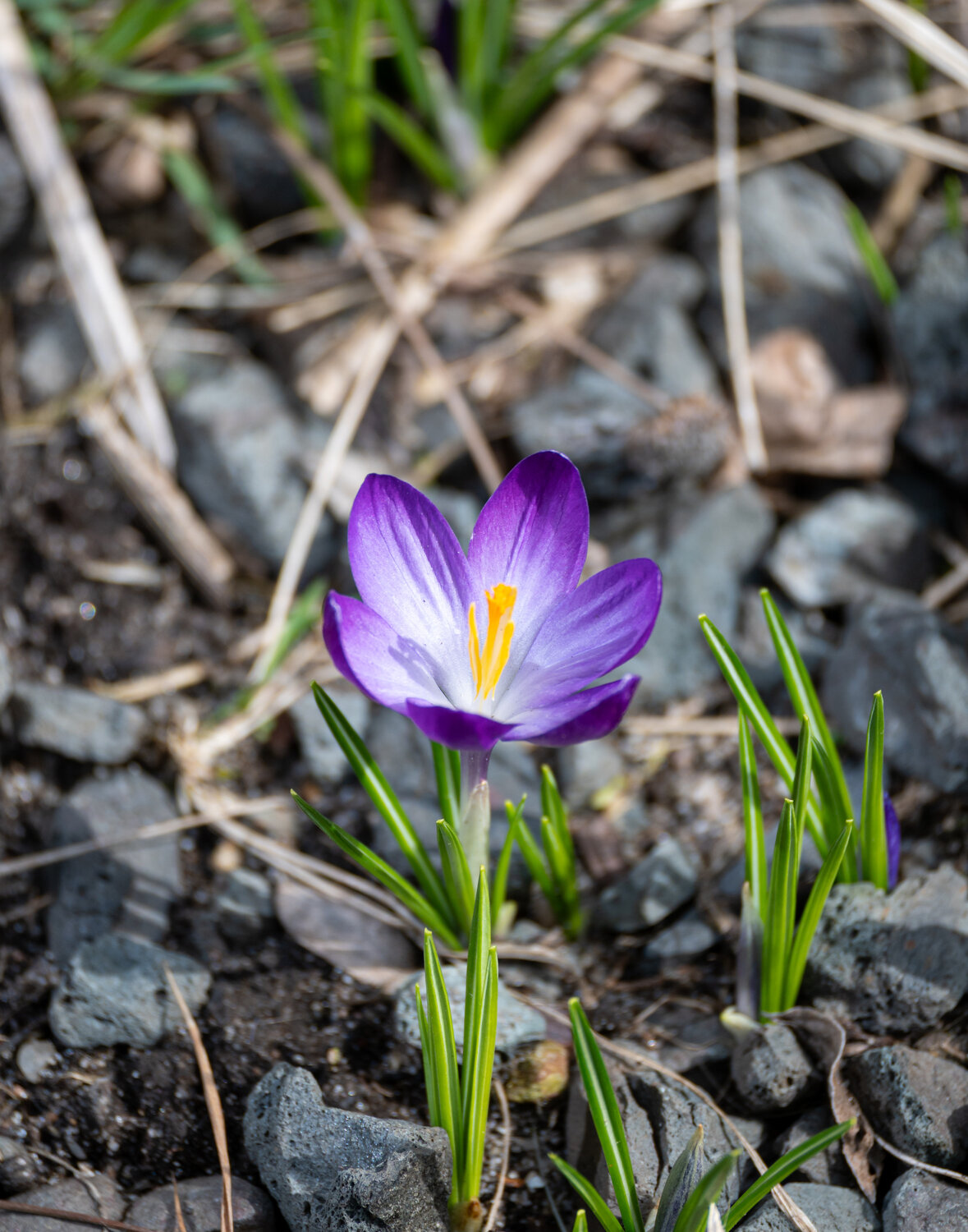 First Bloom Along the High Line