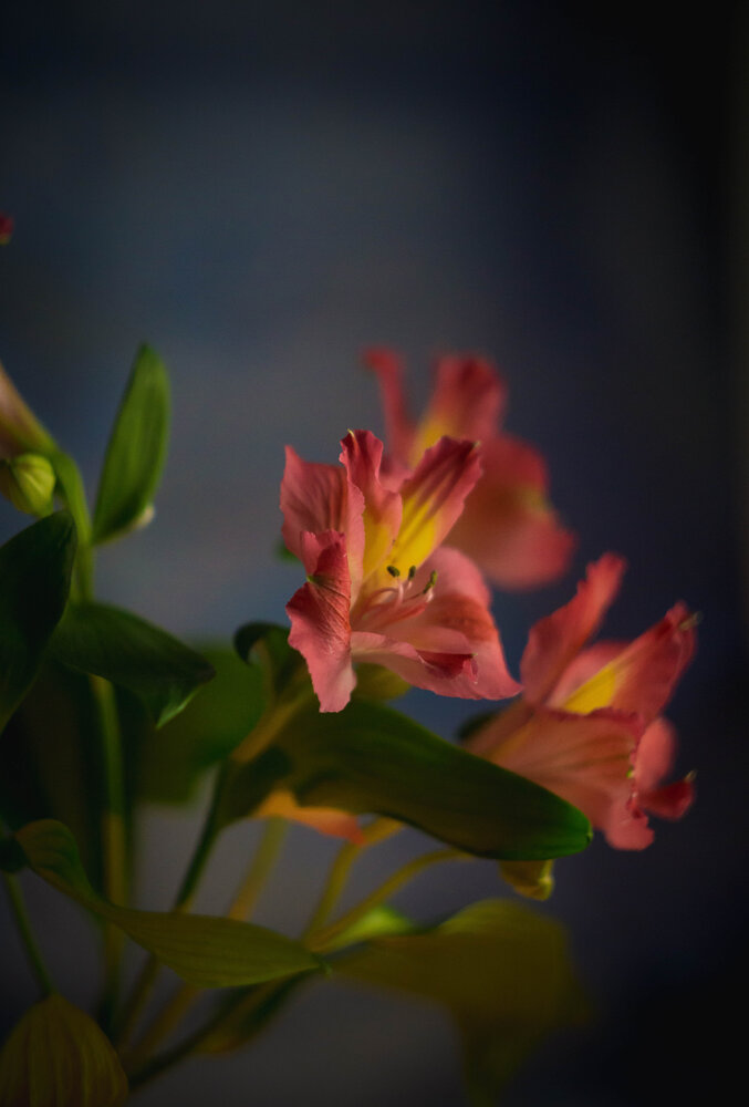 Photograph by Алла Шаталова