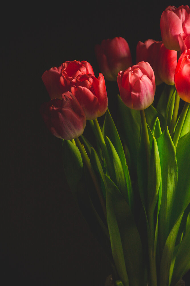 Tulips