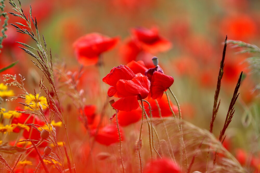 Photograph by Галина Волкова
