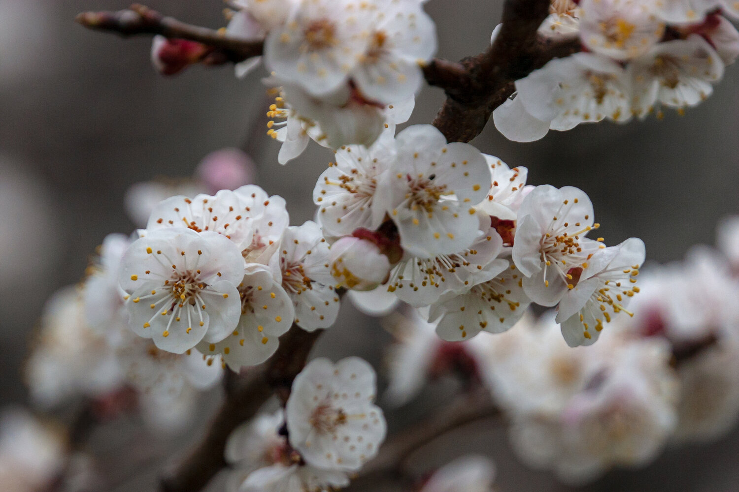 Photo #13865048