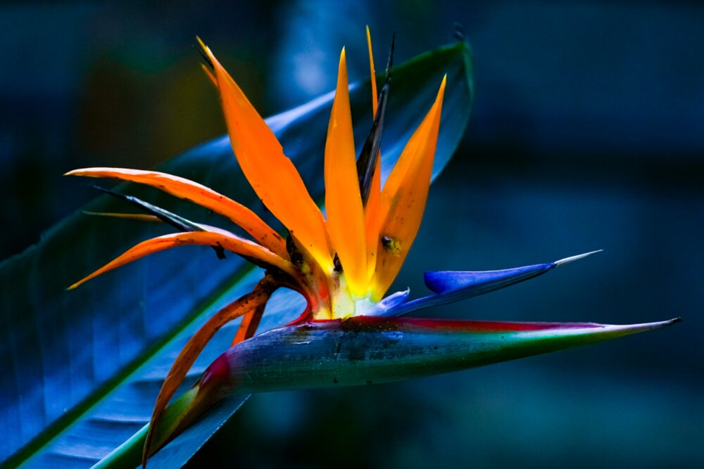 Photograph by Carmem D` Luca
