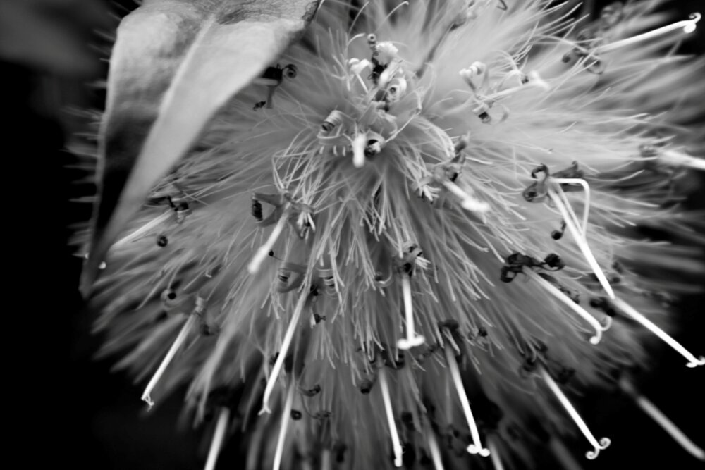 Photograph by Carmem D` Luca