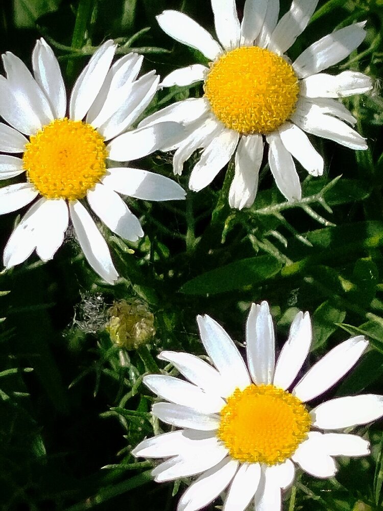 Photograph by Дубровина Марина