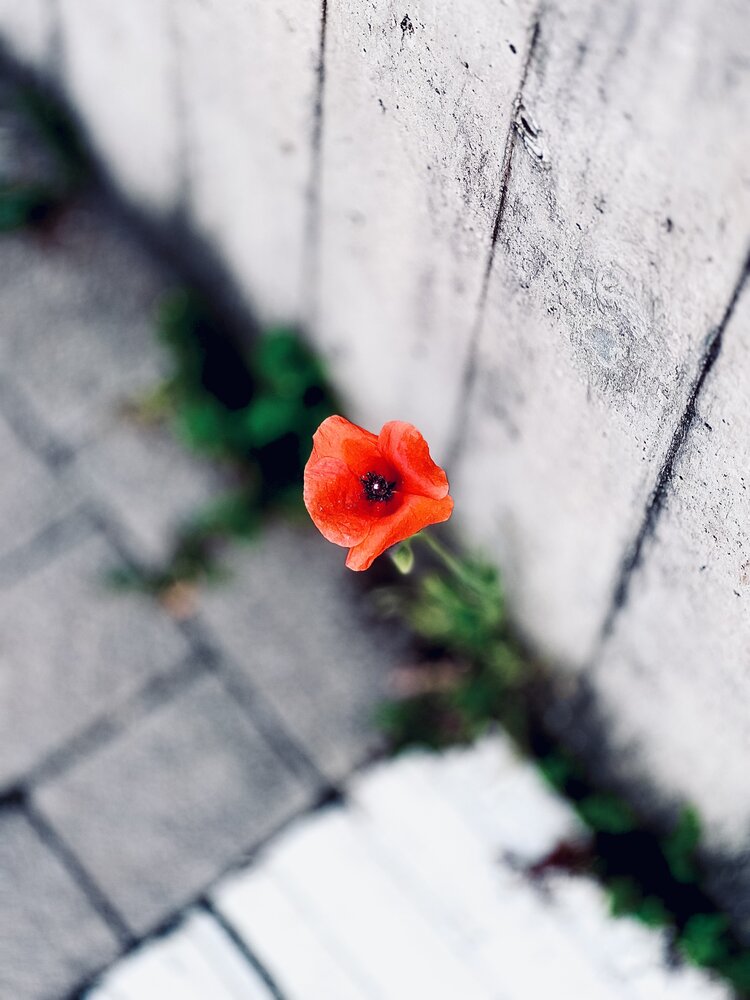 Photograph by Fatima Salimi