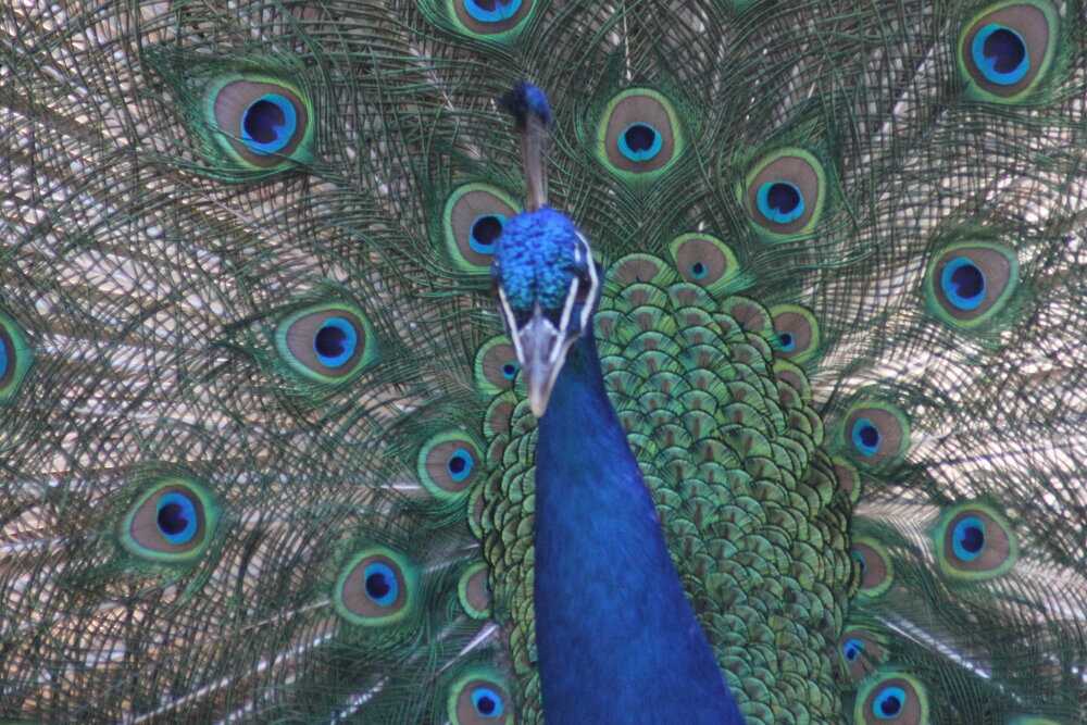 Photograph by Francisco Ferreira