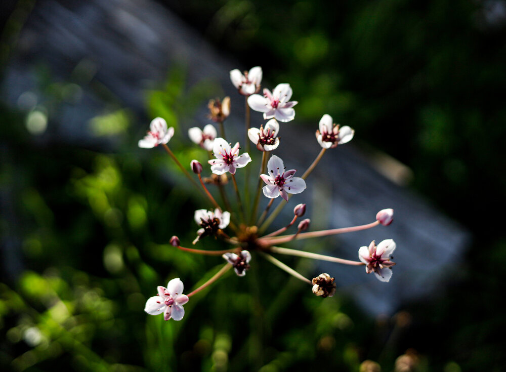Photograph by Ирина Борисова