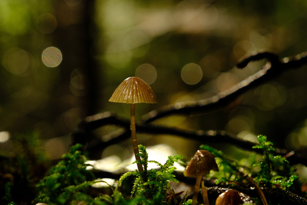 Photograph by Светлана Ощепкова