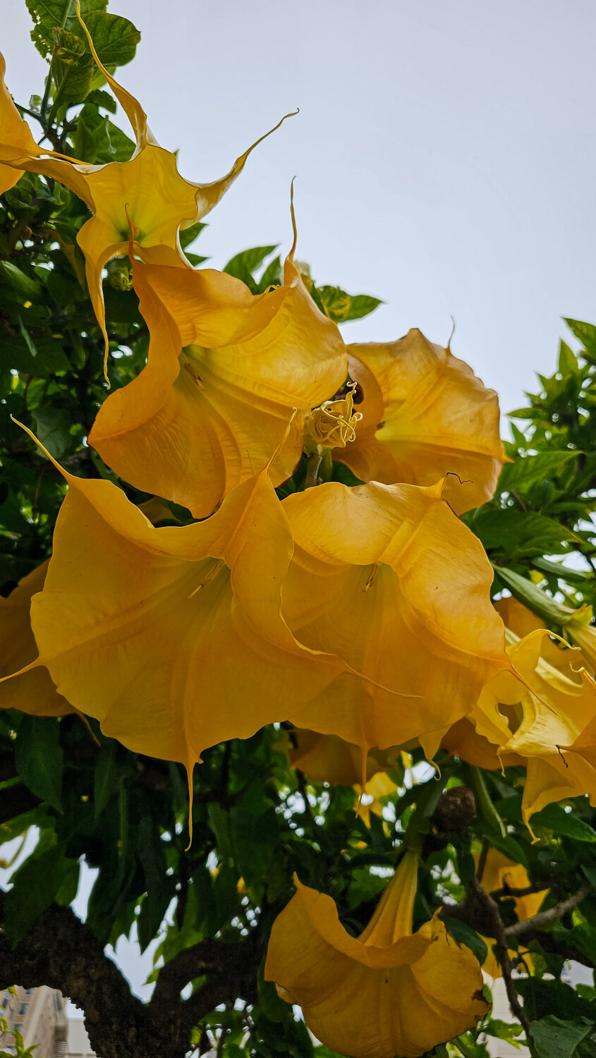Golden Trumpets of San Francisco