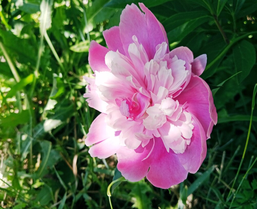 Photograph by Снежана Лаптева