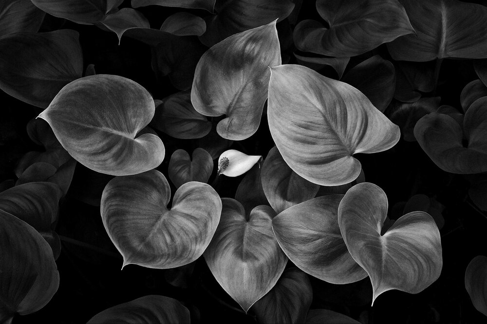 Photograph by Arnis Krūmiņš