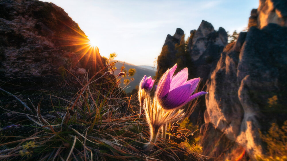 Sun and flower...