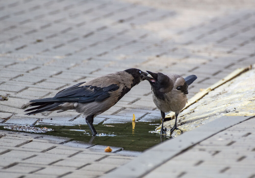 Photograph by Алексей Сиваков