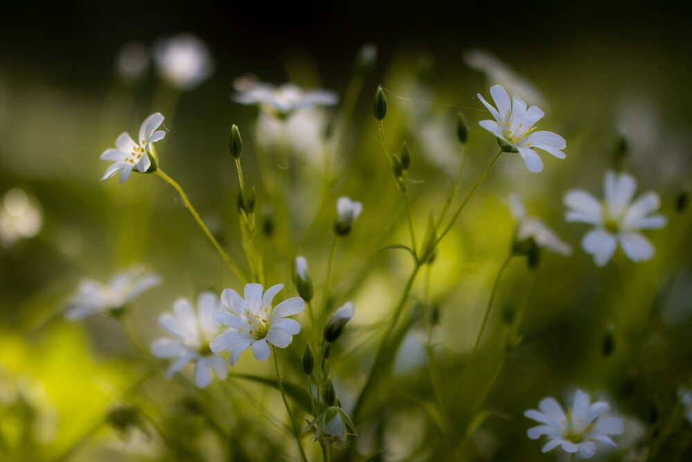 Photograph by Волынский Виктор