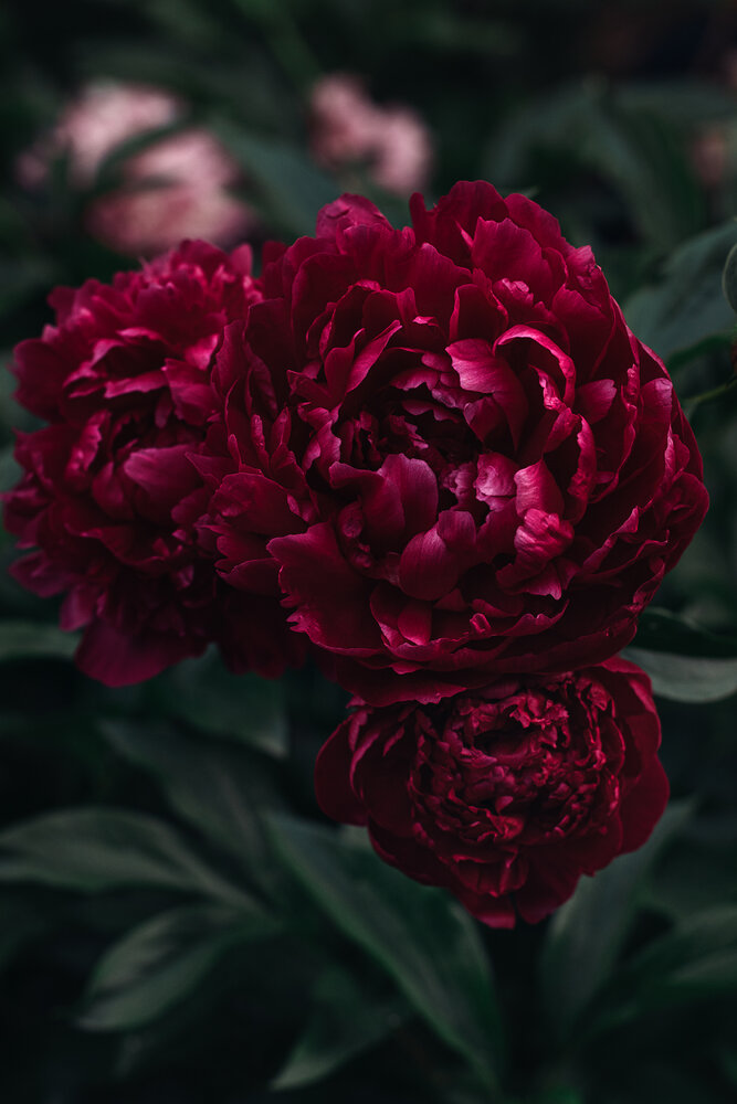 Photograph by Остапенко Алина