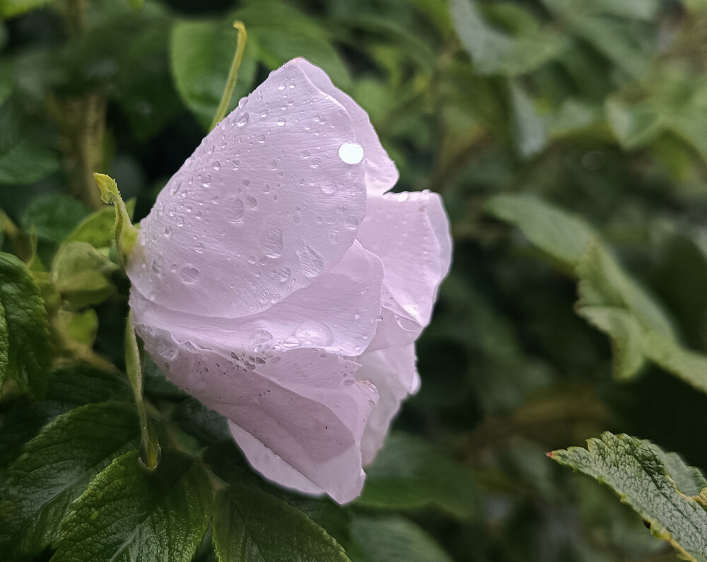 Photograph by Алла Бойко