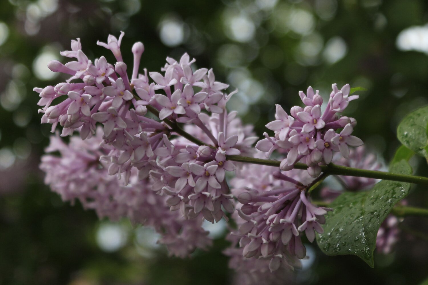 Photo #13865655
