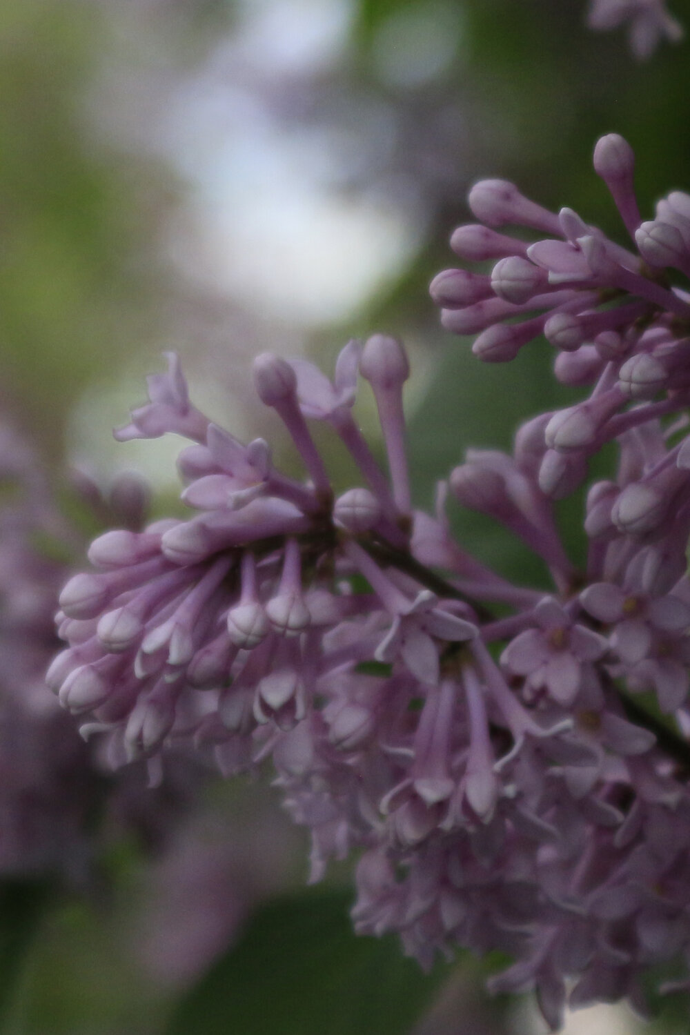 Photo #13865681