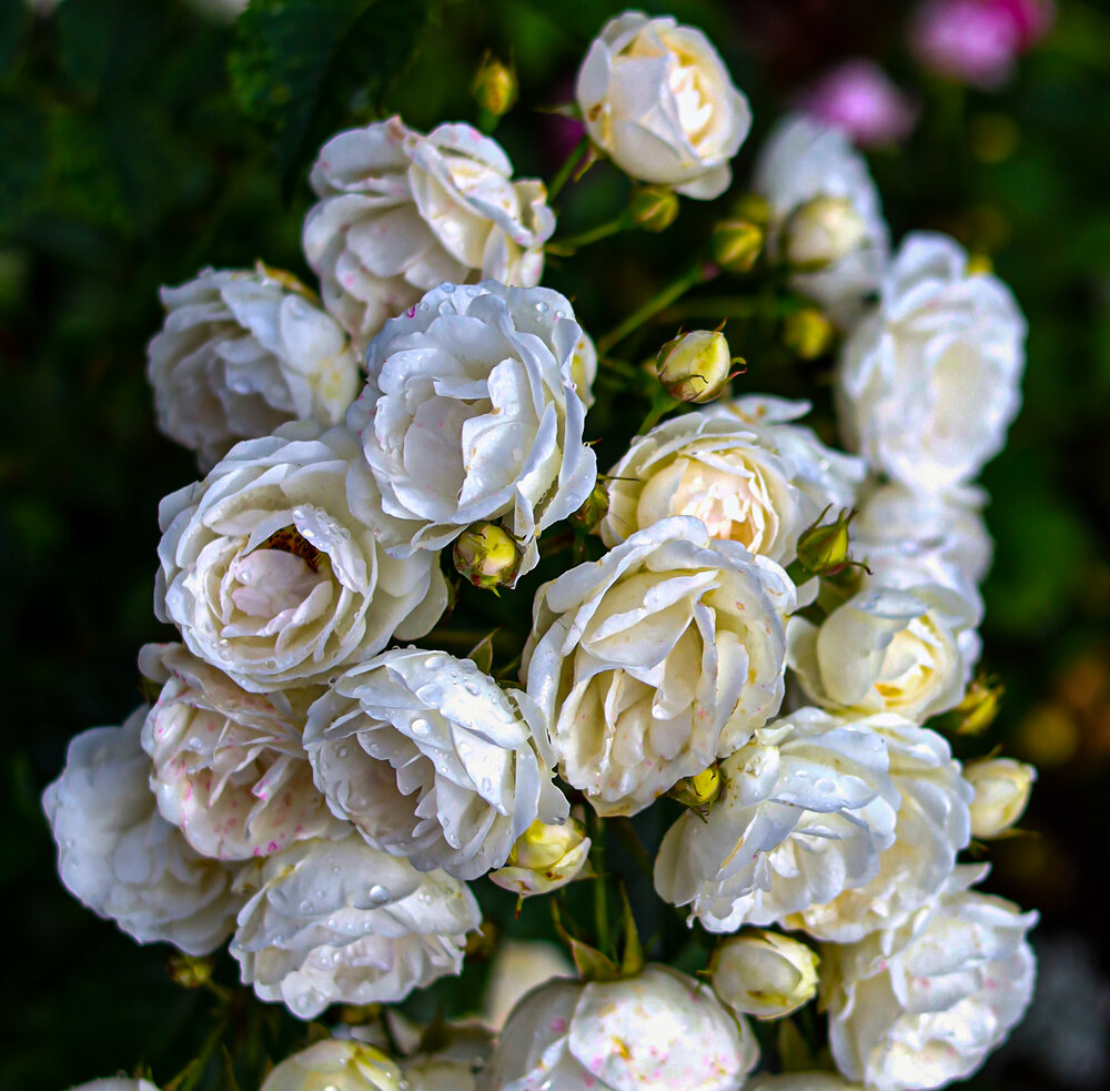 Photograph by Ирина Борисова