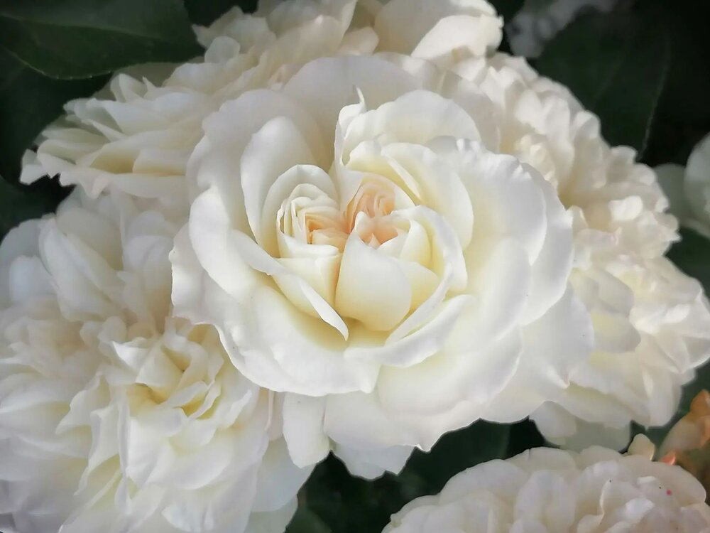 Photograph by Елена Степанкина