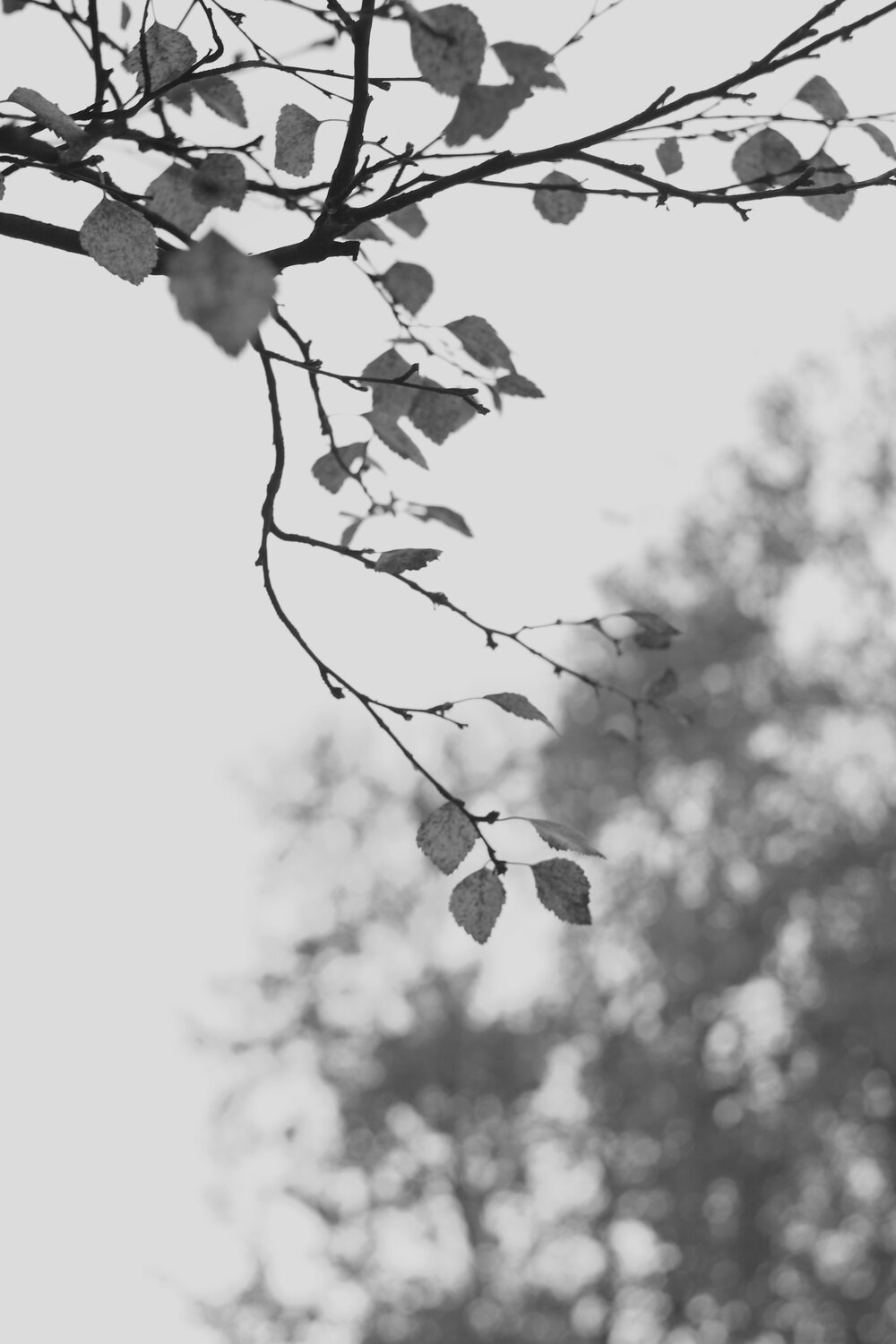 Photo #13865803