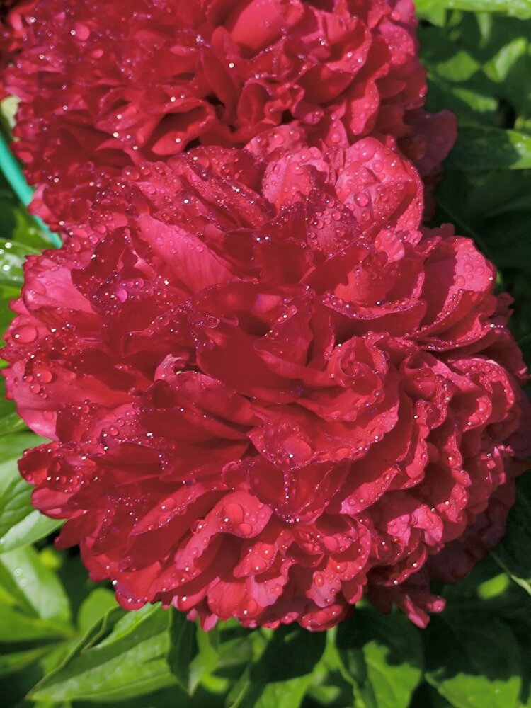Photograph by Людмила Кирчанова